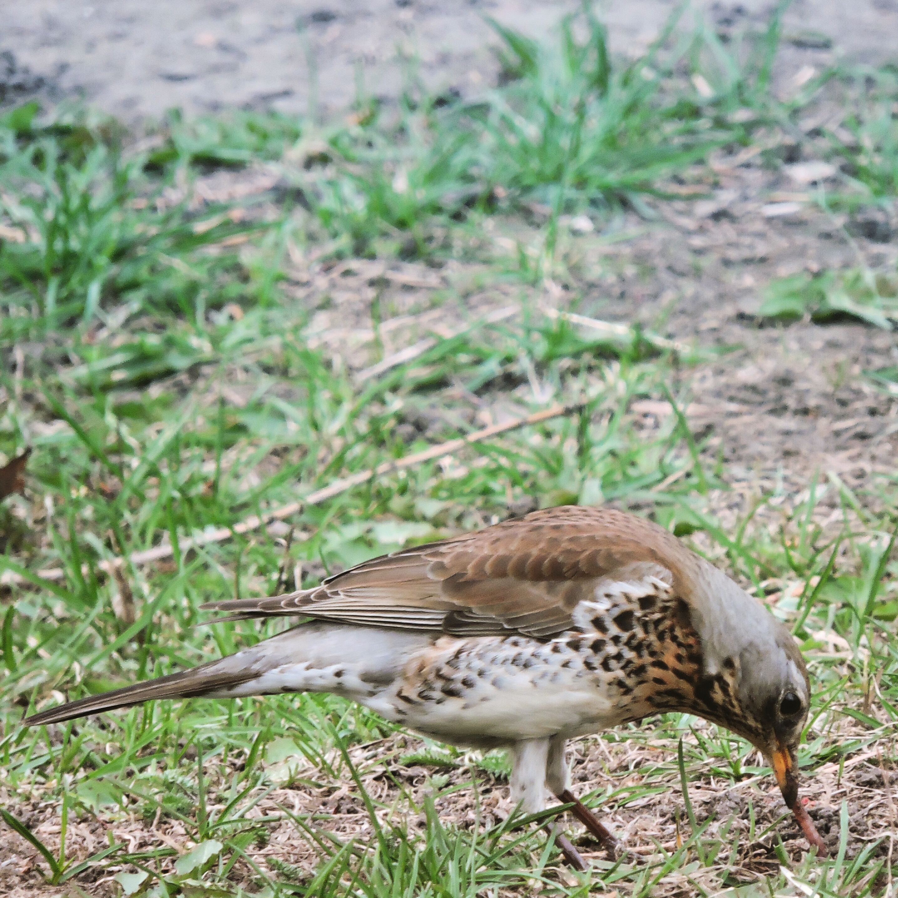 Fieldfare 4