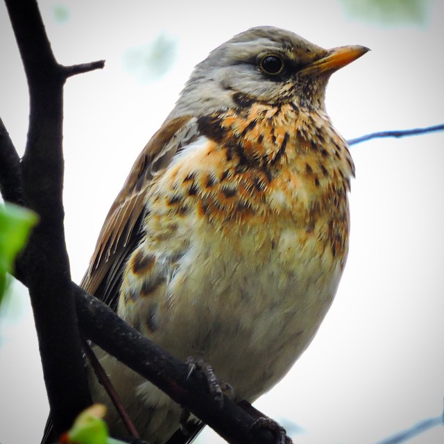 Fieldfare 5