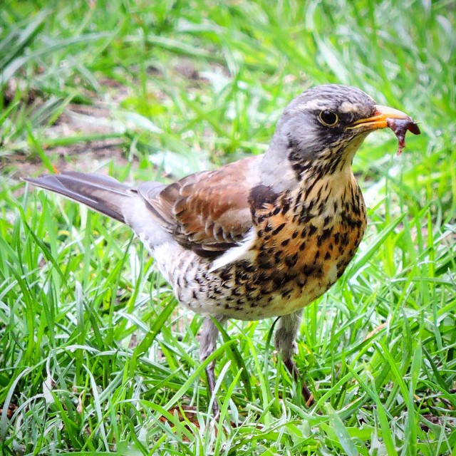 Fieldfare 6