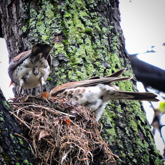 Fieldfare 8