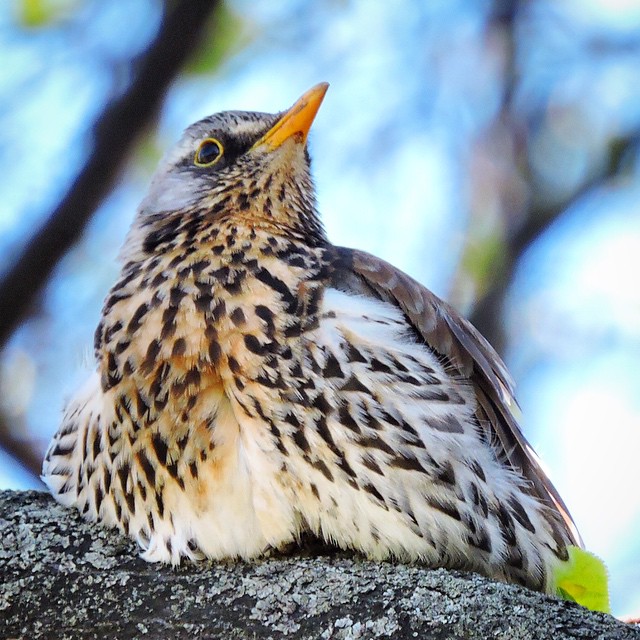 Fieldfare 9