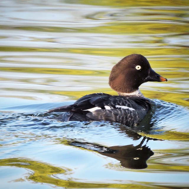 Goldeneye