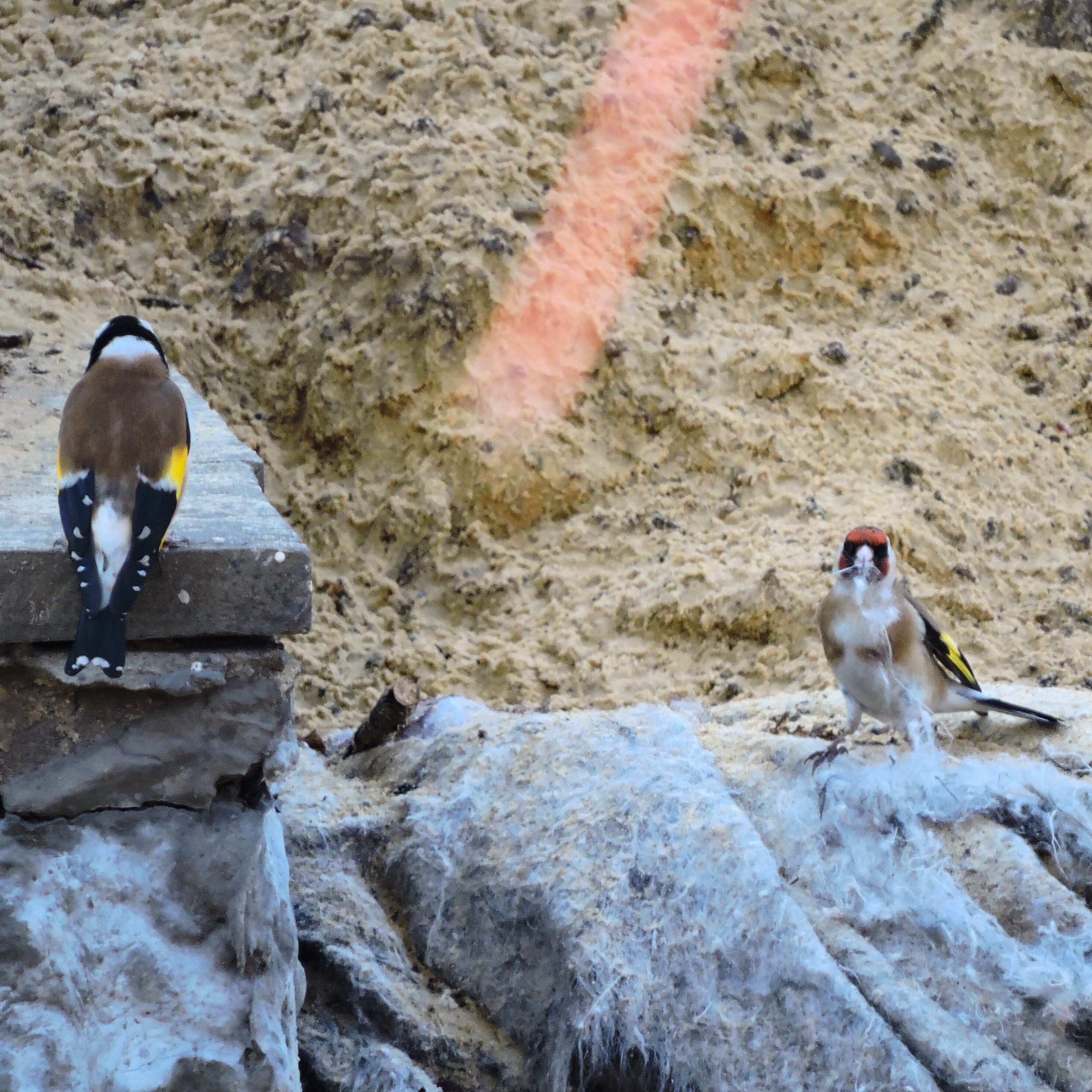 Goldfinch 1