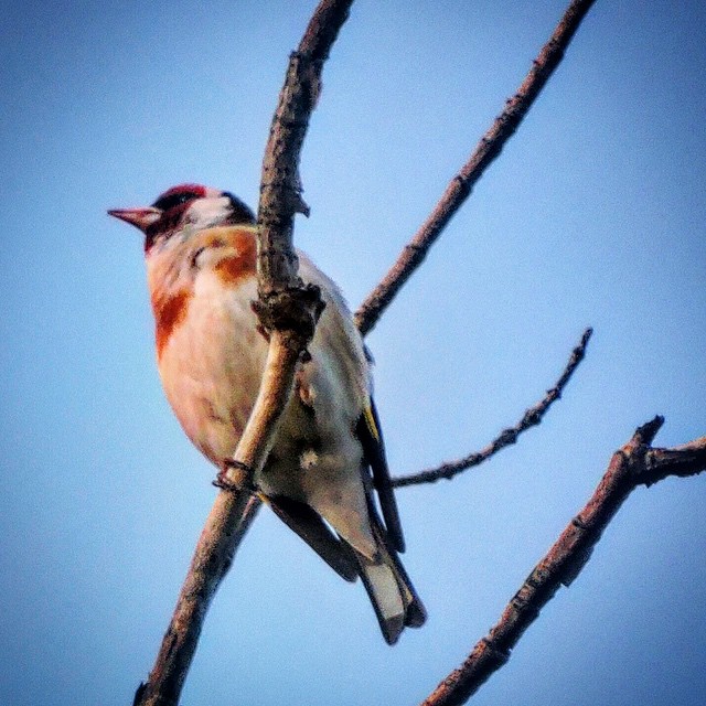 Goldfinch 2