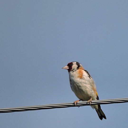 Goldfinch 3