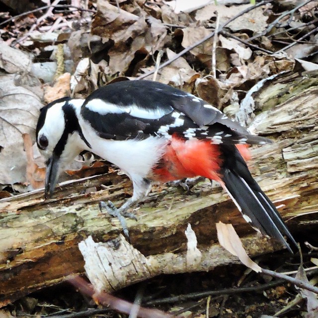 Great Spotted Woodpecker 1