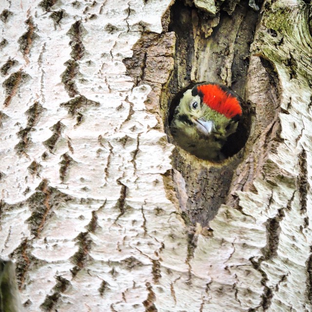 Great Spotted Woodpecker 2