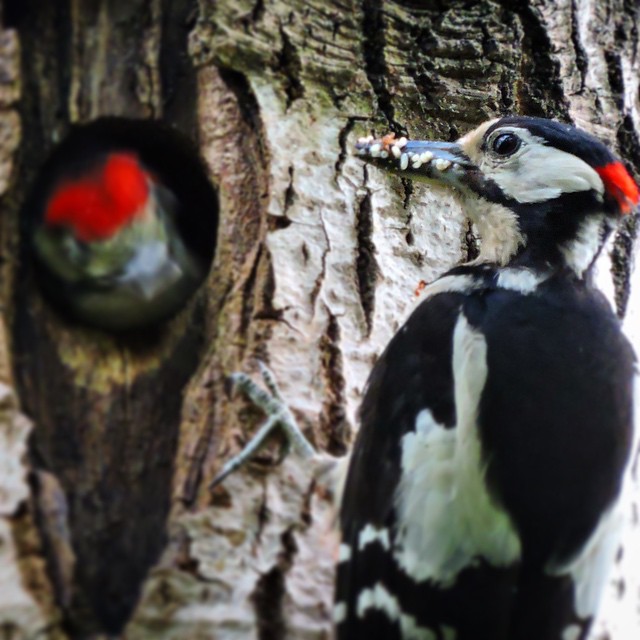 Great Spotted Woodpecker 3