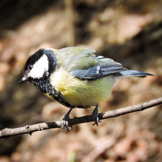 Great Tit 1