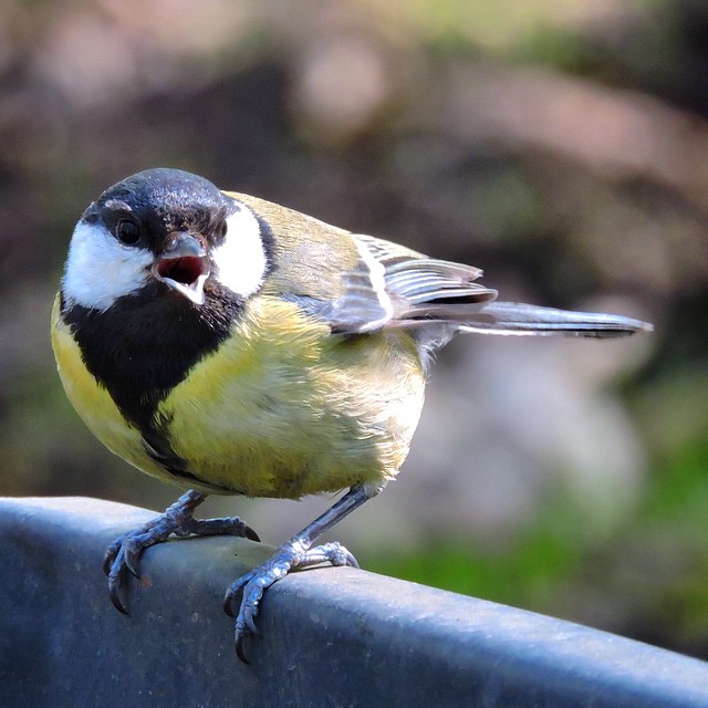 Great Tit 2