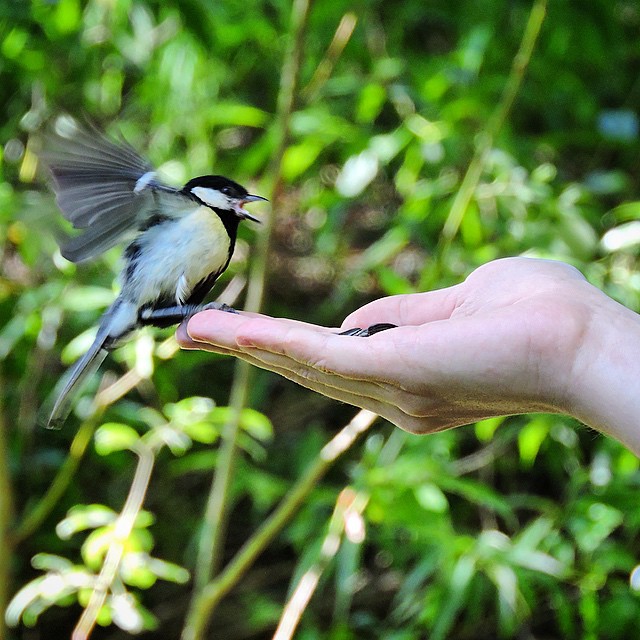Great Tit 3