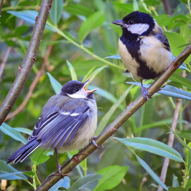 Great Tit 4