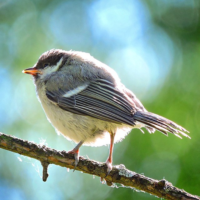 Great Tit 5