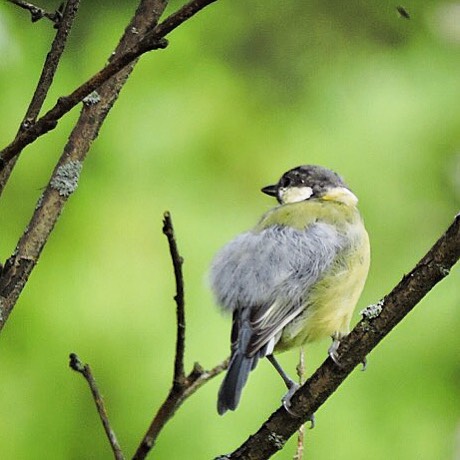 Great Tit 6