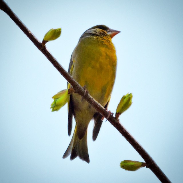 Greenfinch 1