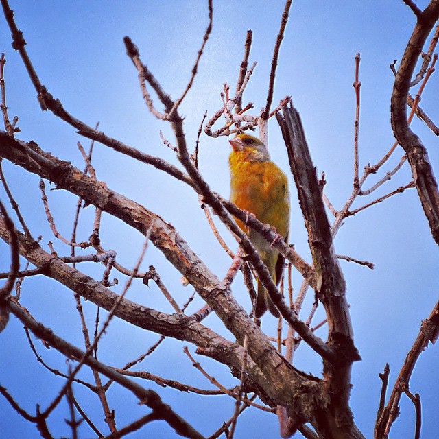 Greenfinch 2