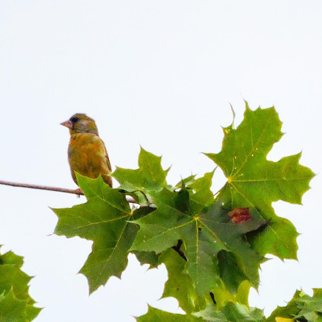 Greenfinch 4