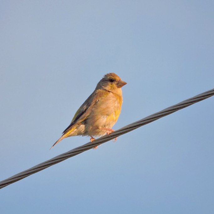 Greenfinch 5