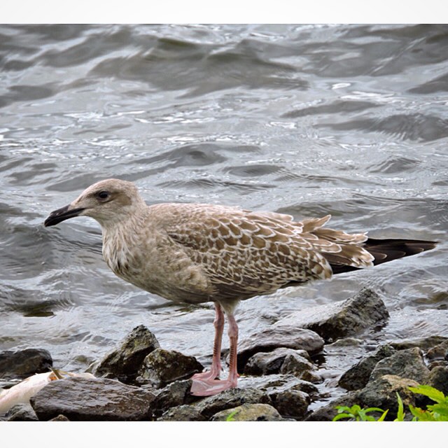 Herring Gull 1