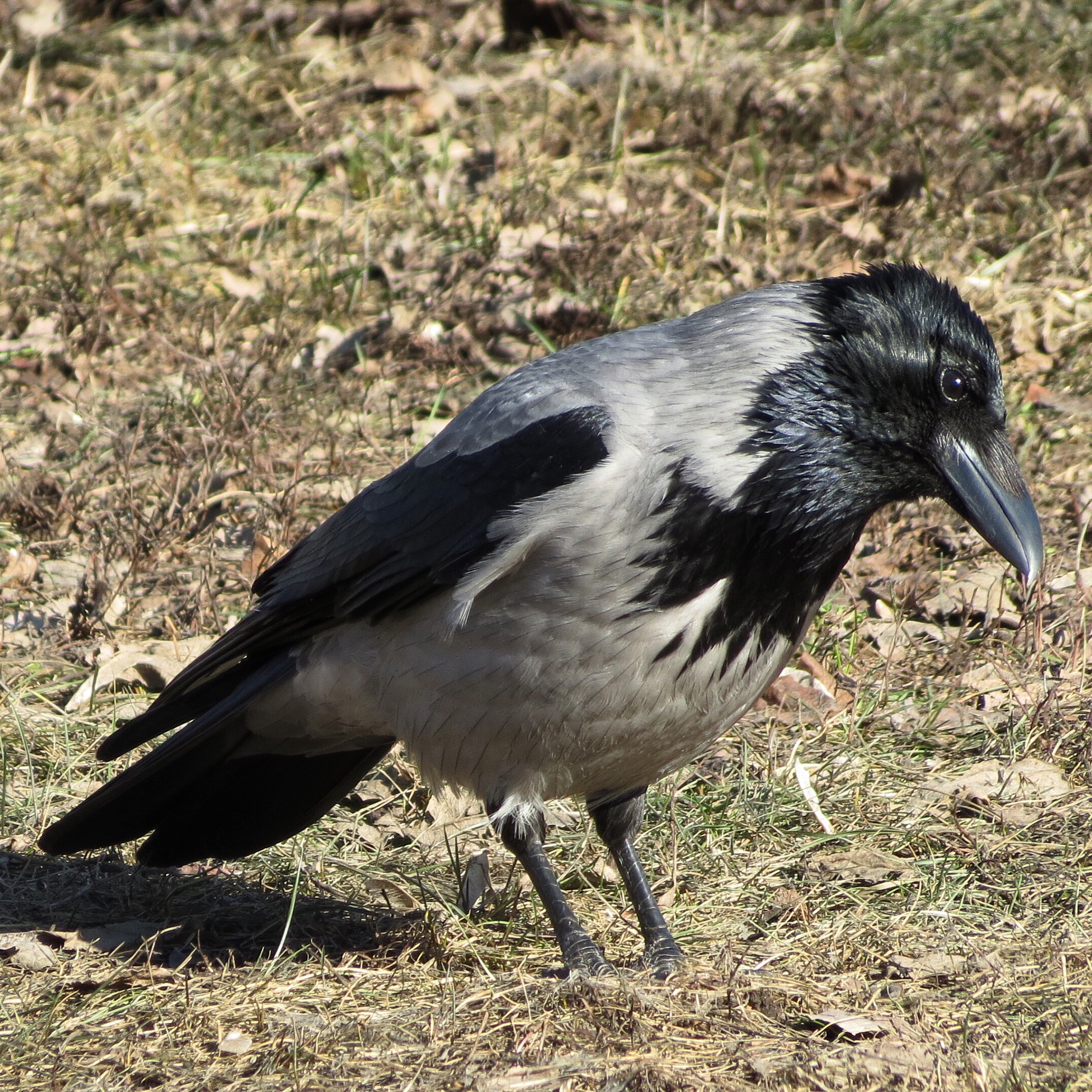 Hooded Crow 1