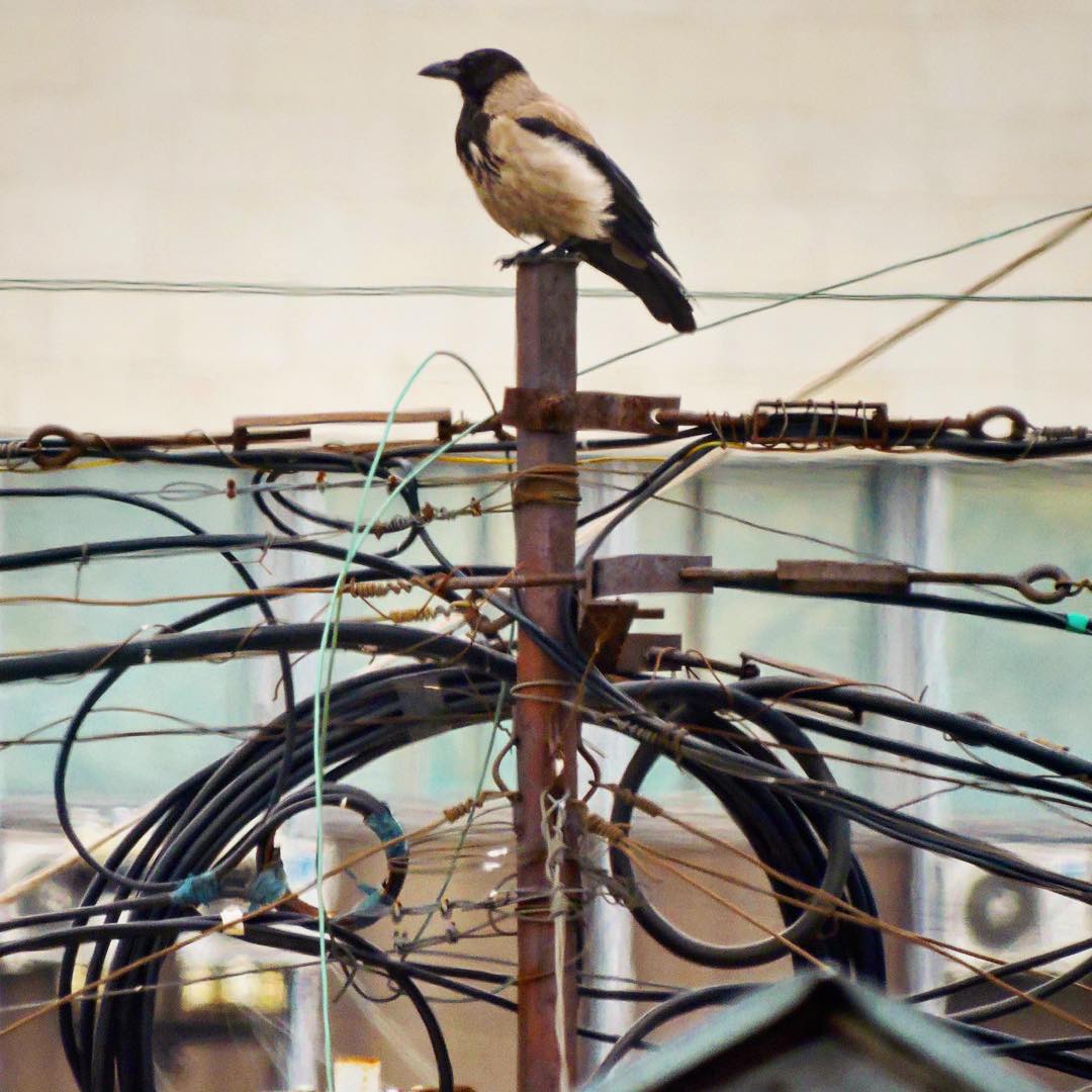 Hooded Crow 10