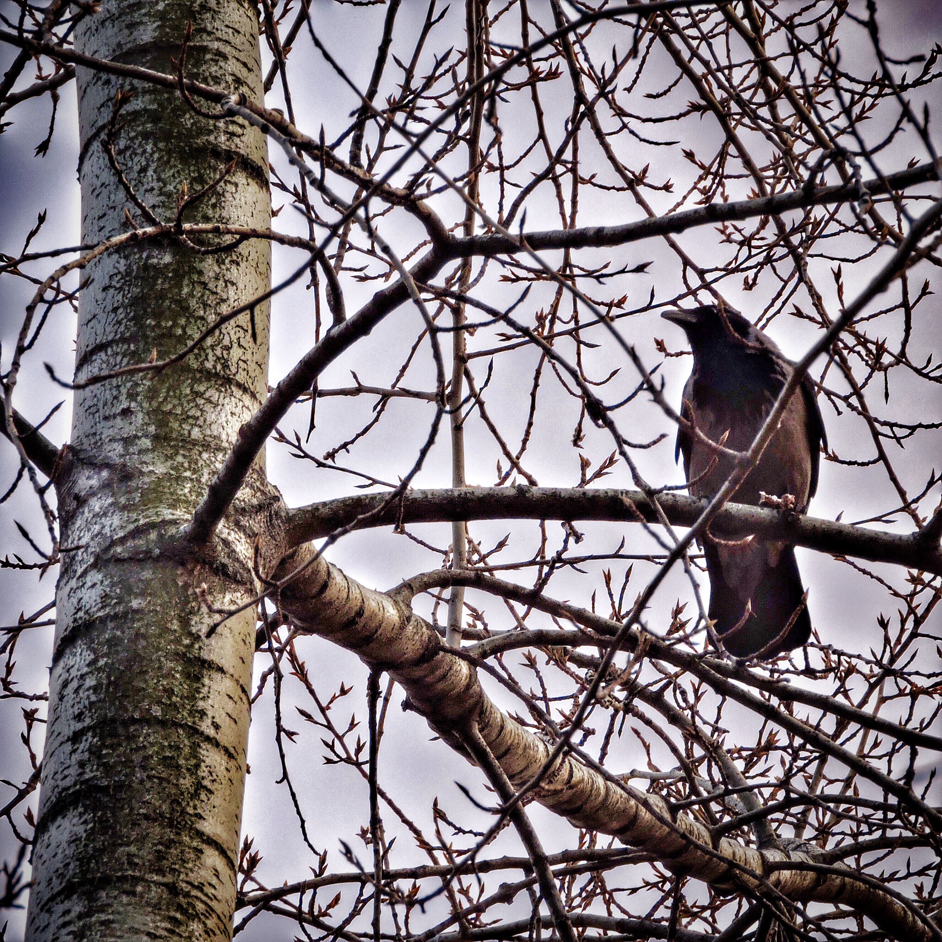 Hooded Crow 2