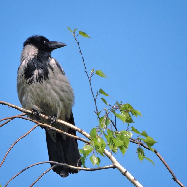 Hooded Crow 3