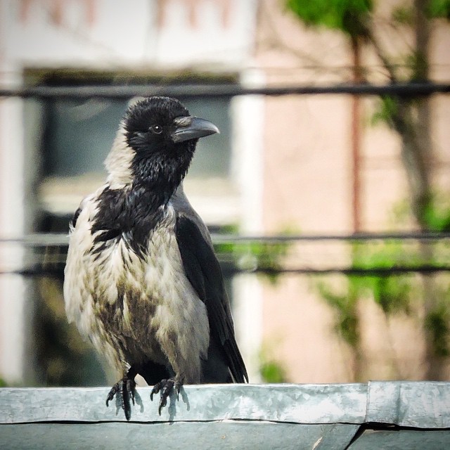 Hooded Crow 4