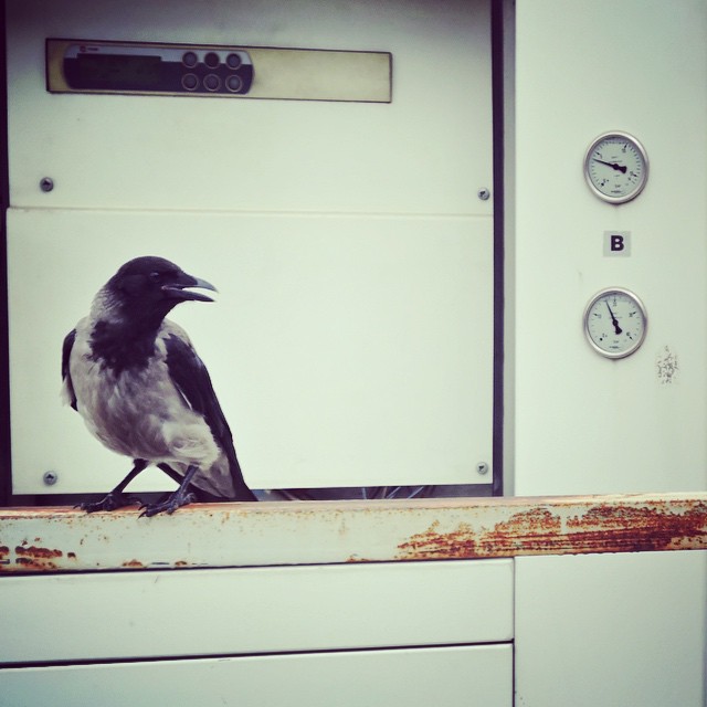 Hooded Crow 6