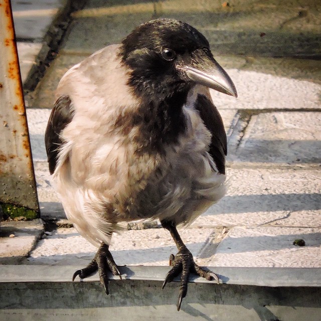 Hooded Crow 8