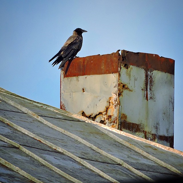 Hooded Crow 9