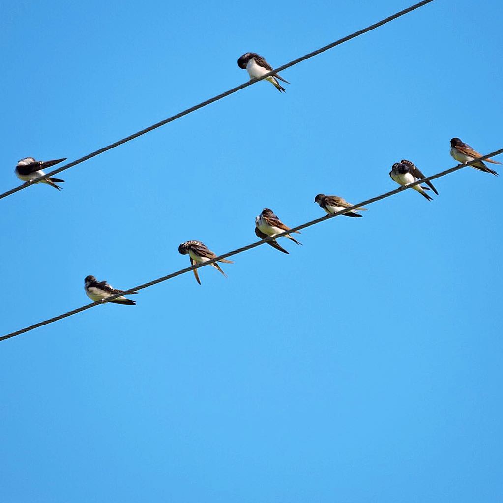 House Martin 1