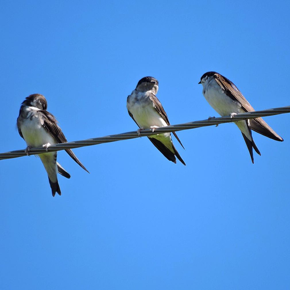 House Martin 2