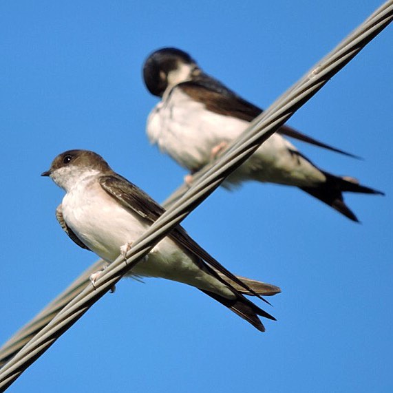 House martin