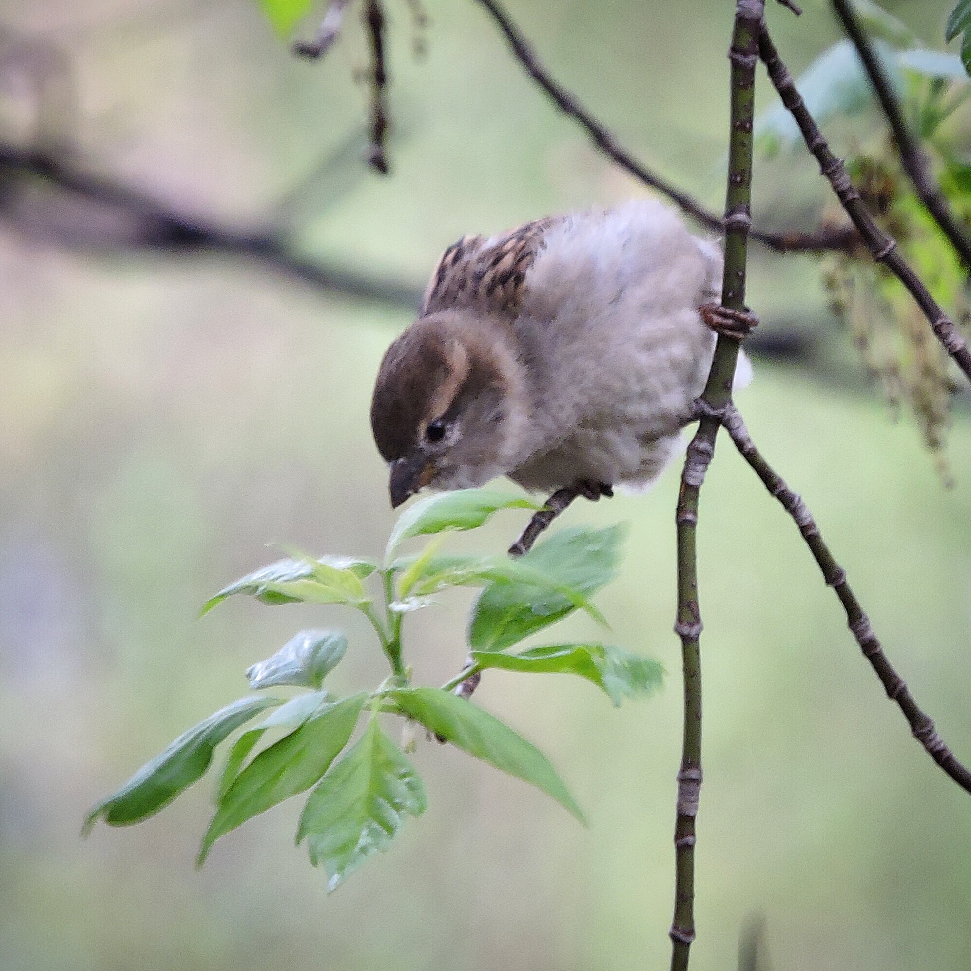 House Sparrow 2