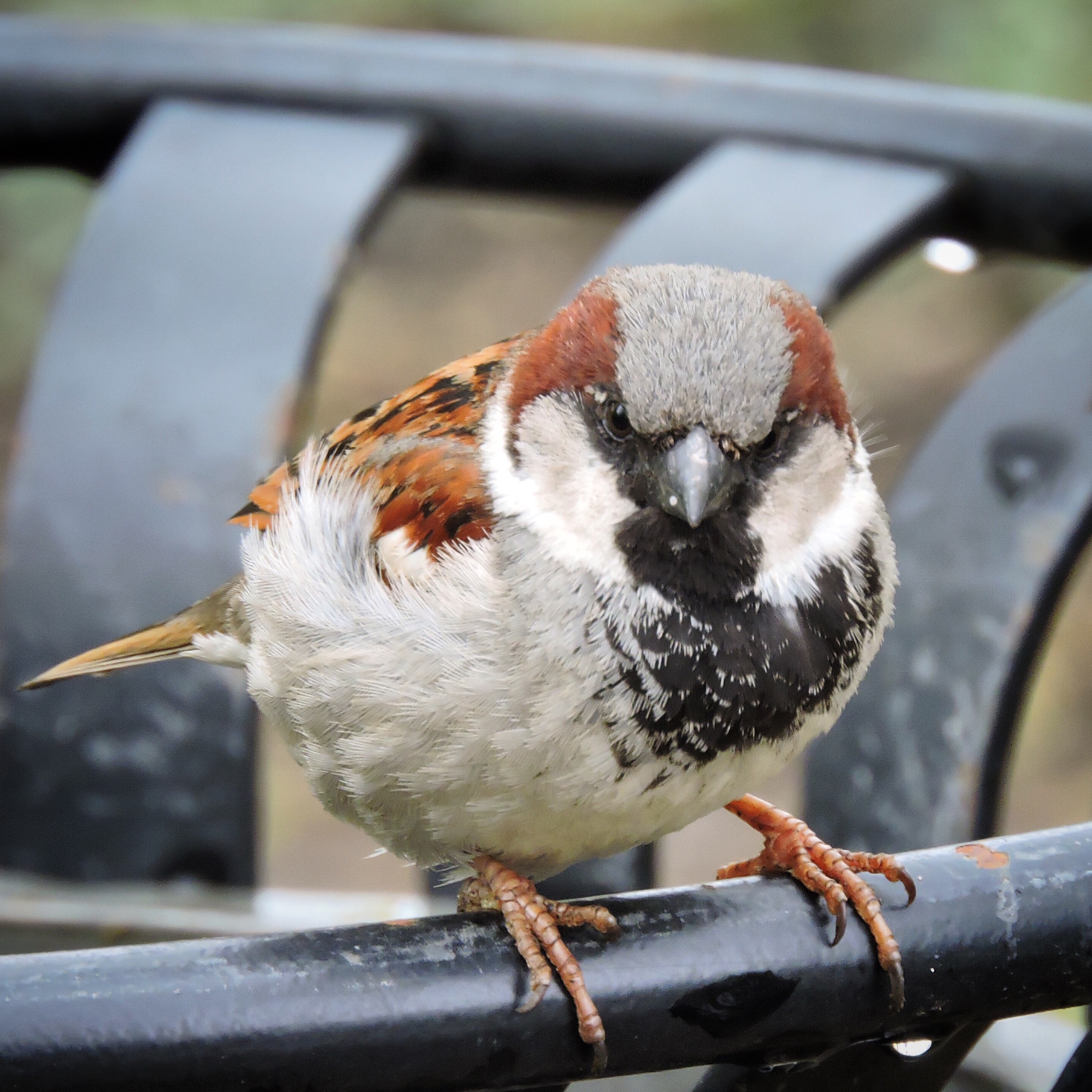 House Sparrow 3