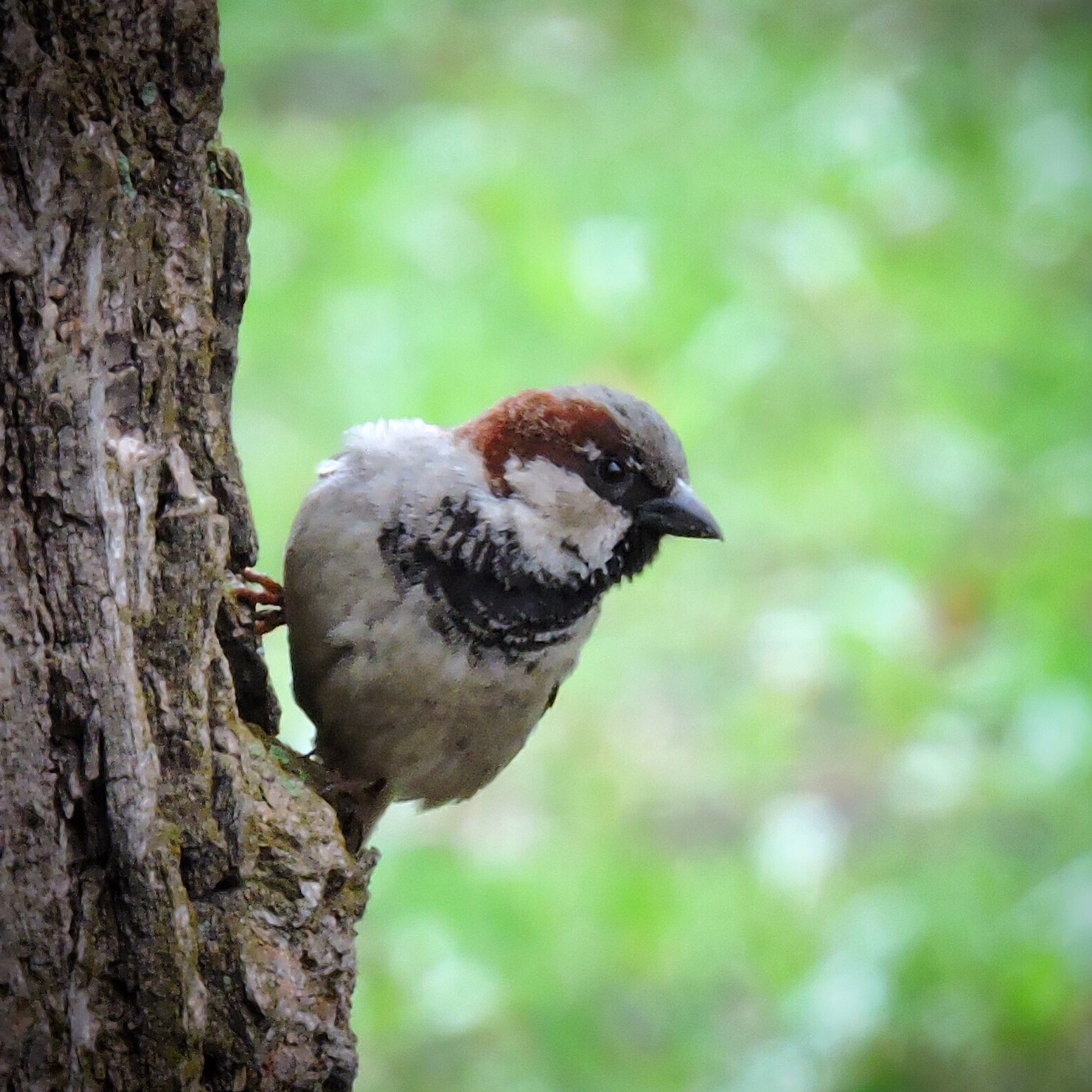 House Sparrow 4