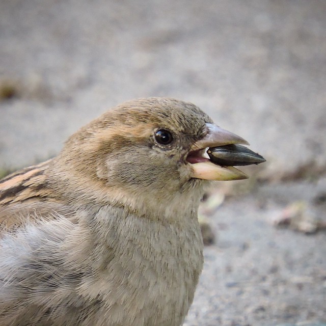 House Sparrow 5