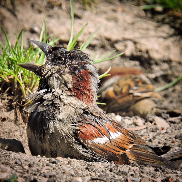 House Sparrow 6