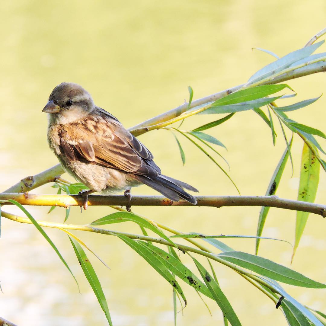 House Sparrow 7