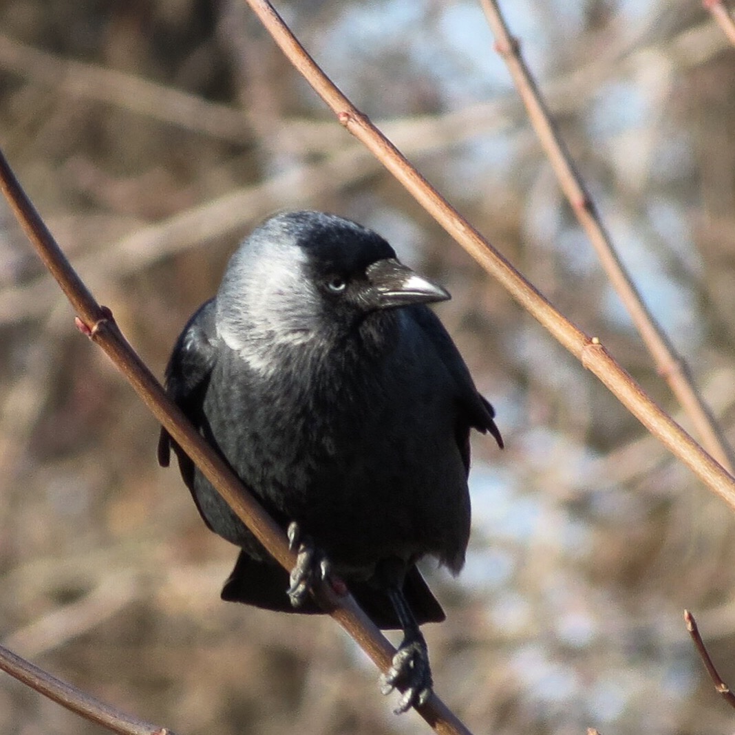 Jackdaw 1