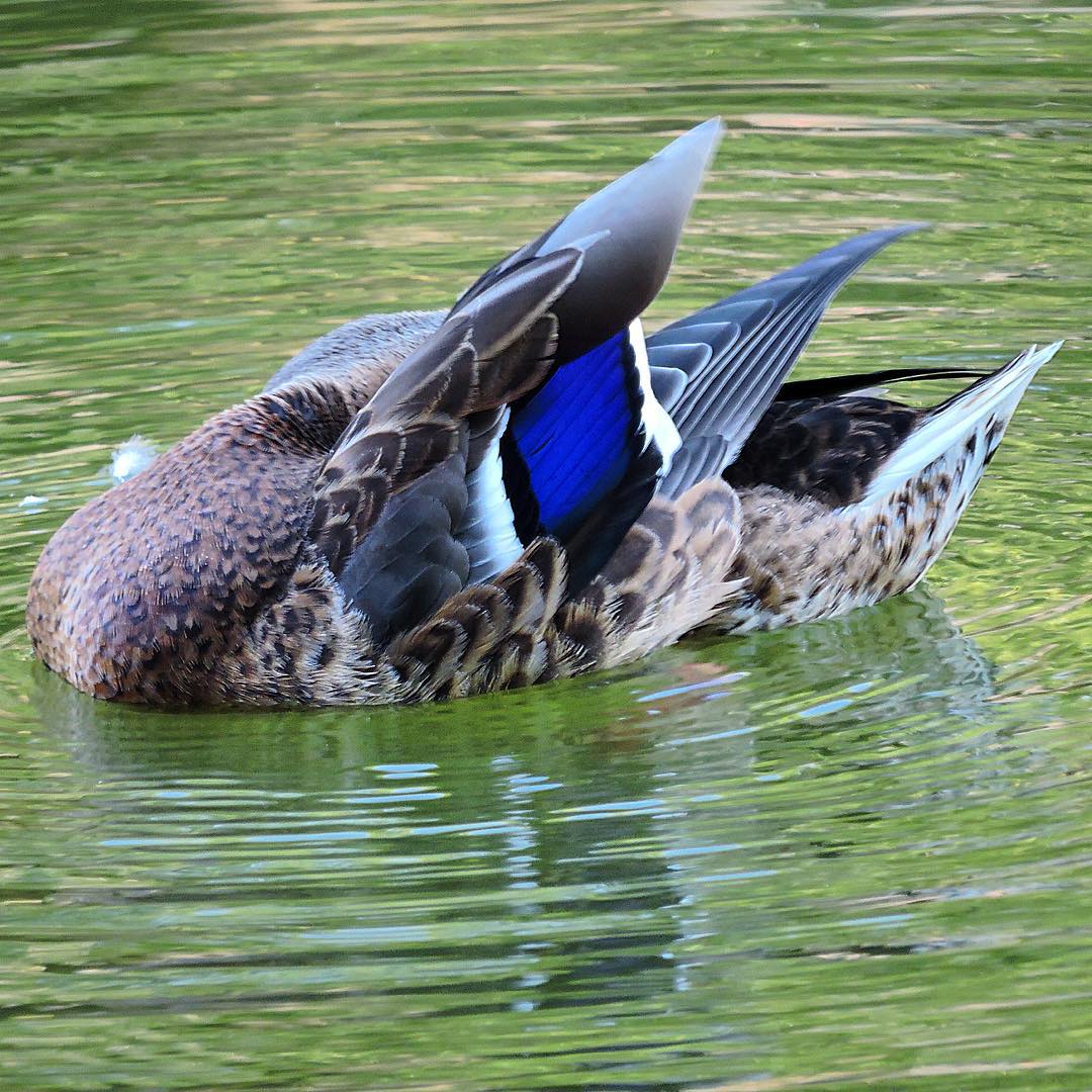 Mallard 14