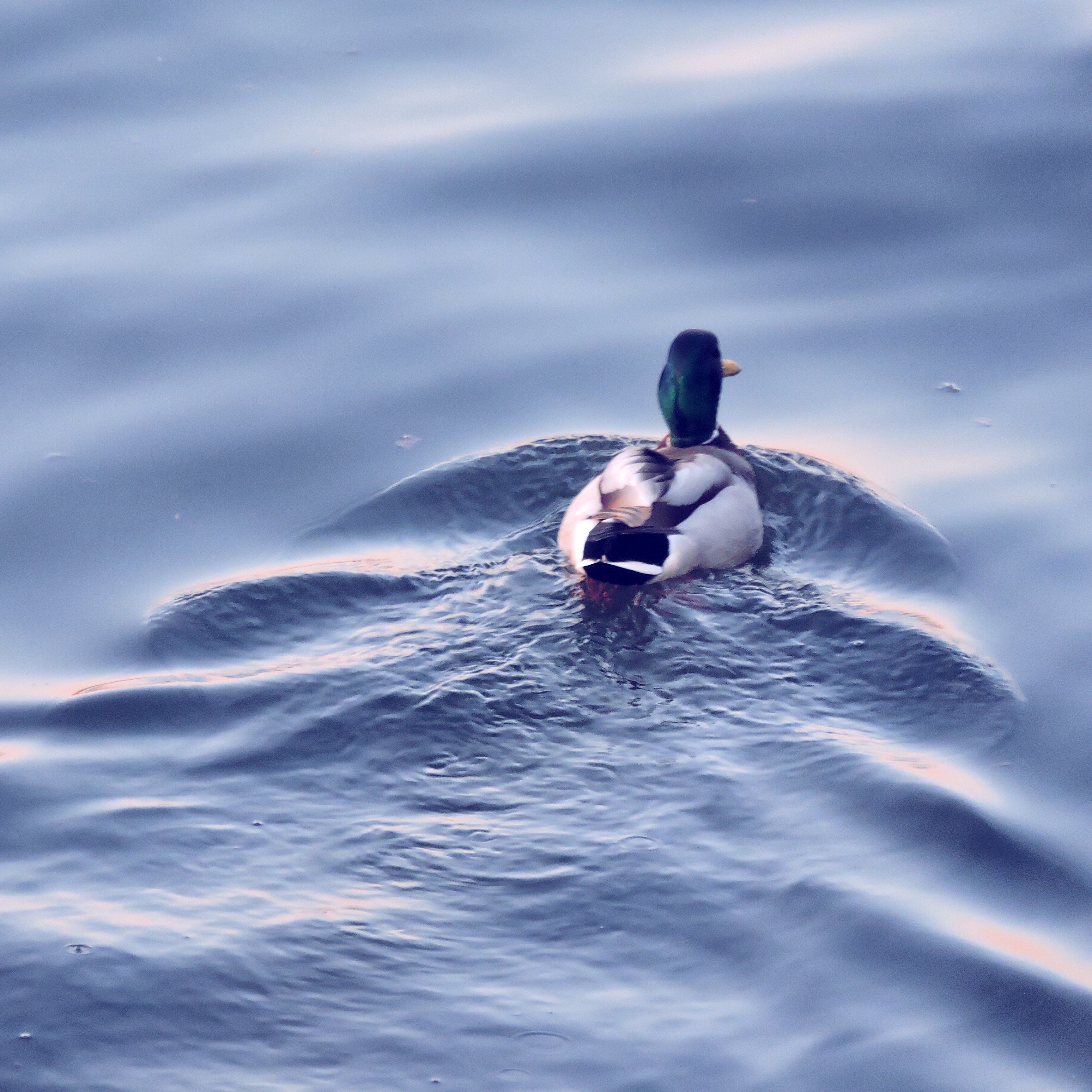 Mallard 2