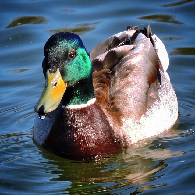 Mallard 3