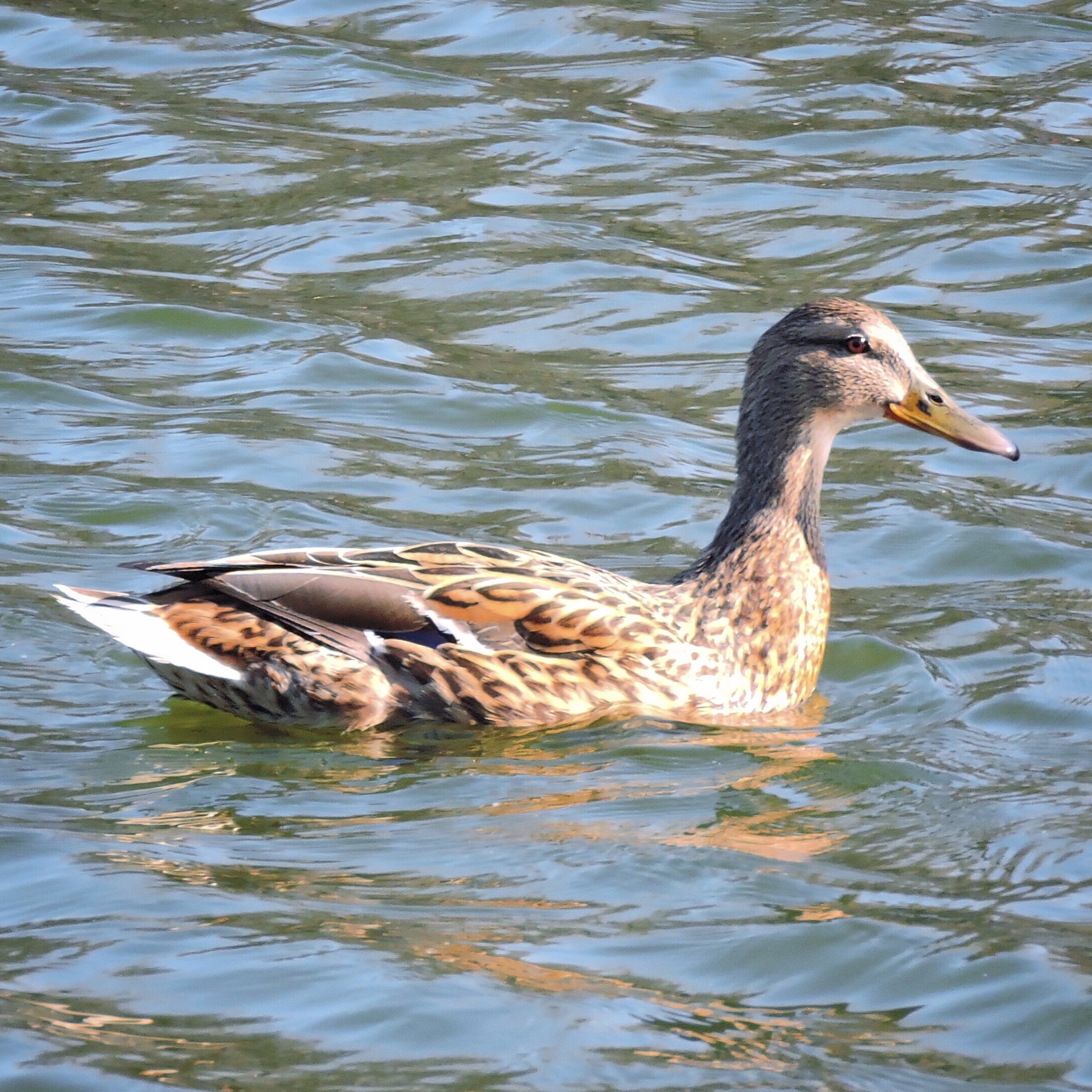 Mallard 4