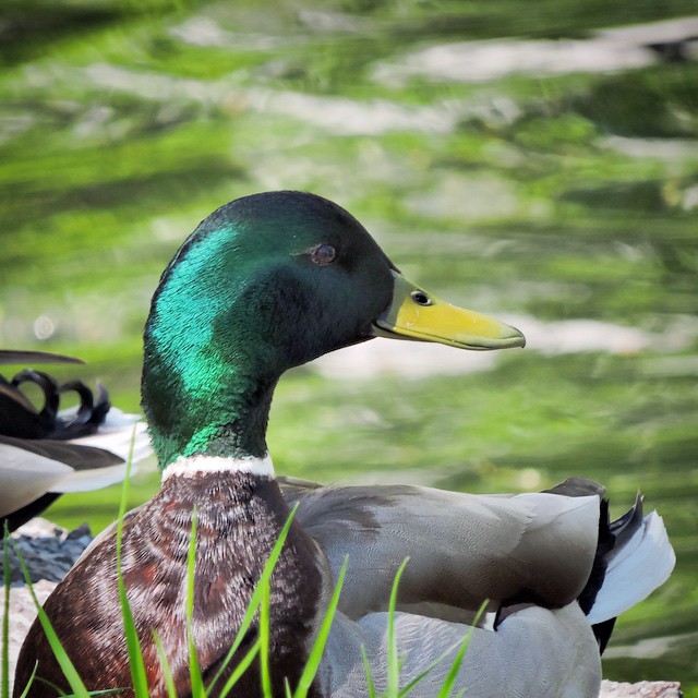 Mallard 5