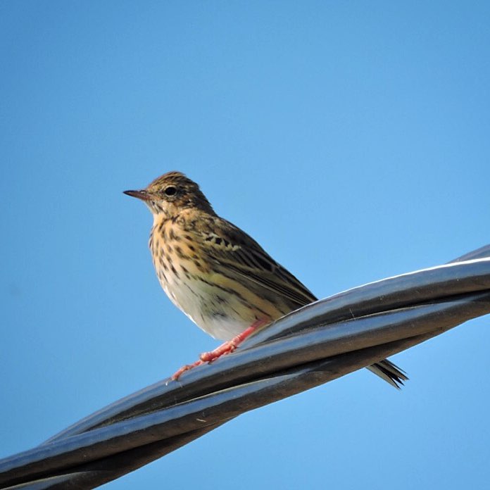 Meadow Pipit 1