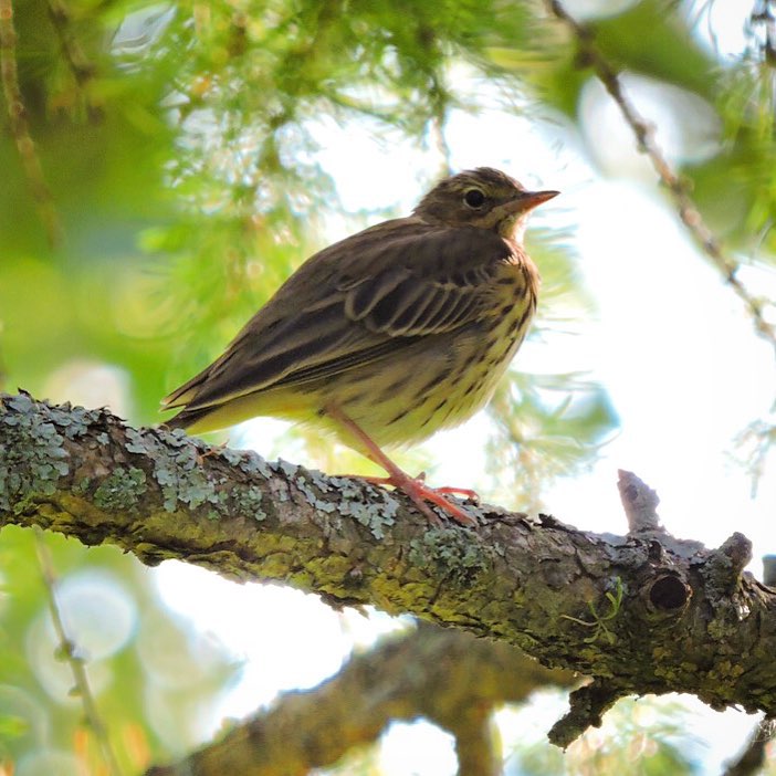 Meadow Pipit 2