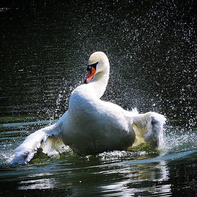 Mute Swan 1