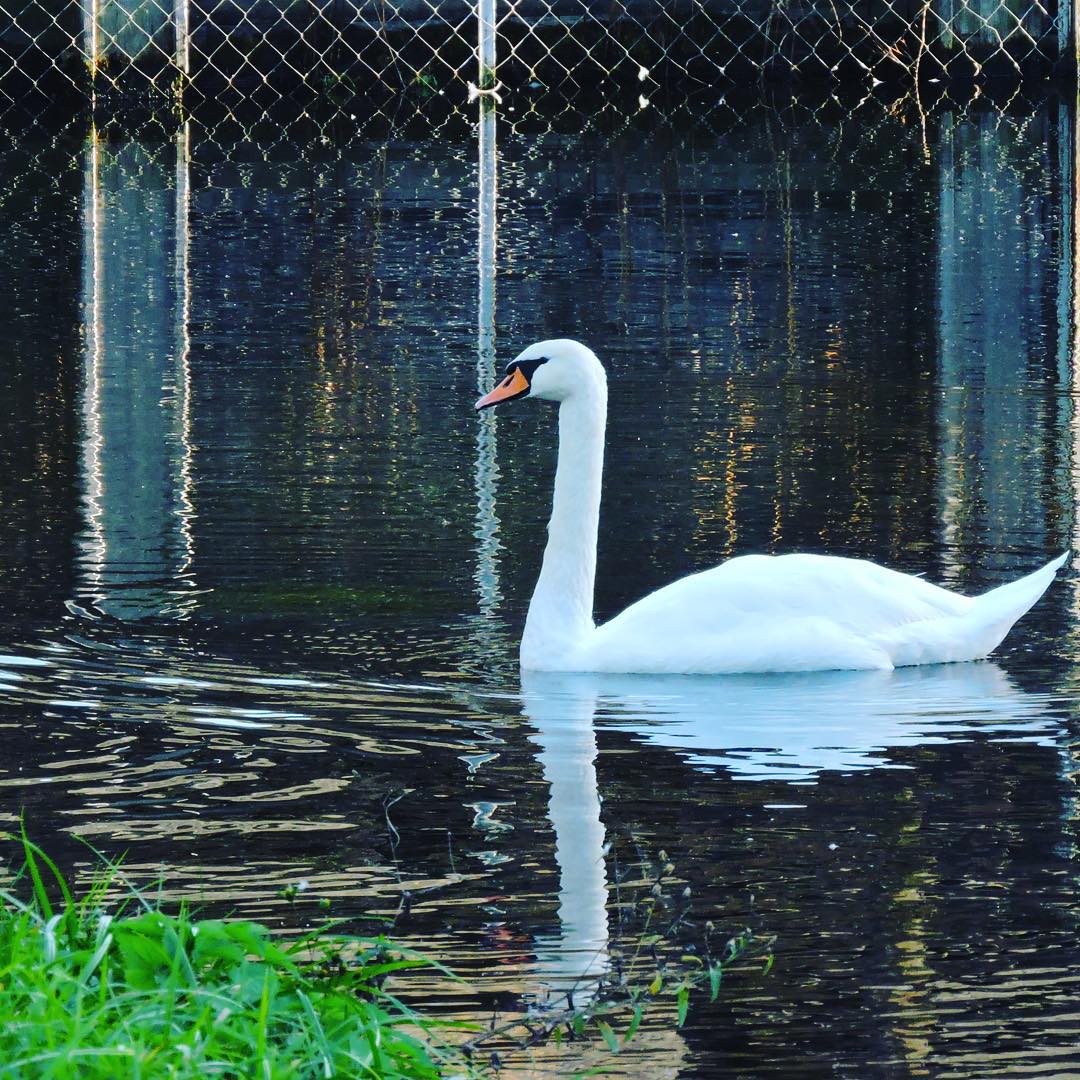 Mute Swan 2